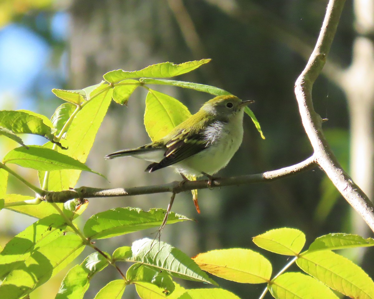 Chestnut-sided Warbler - ML642360219