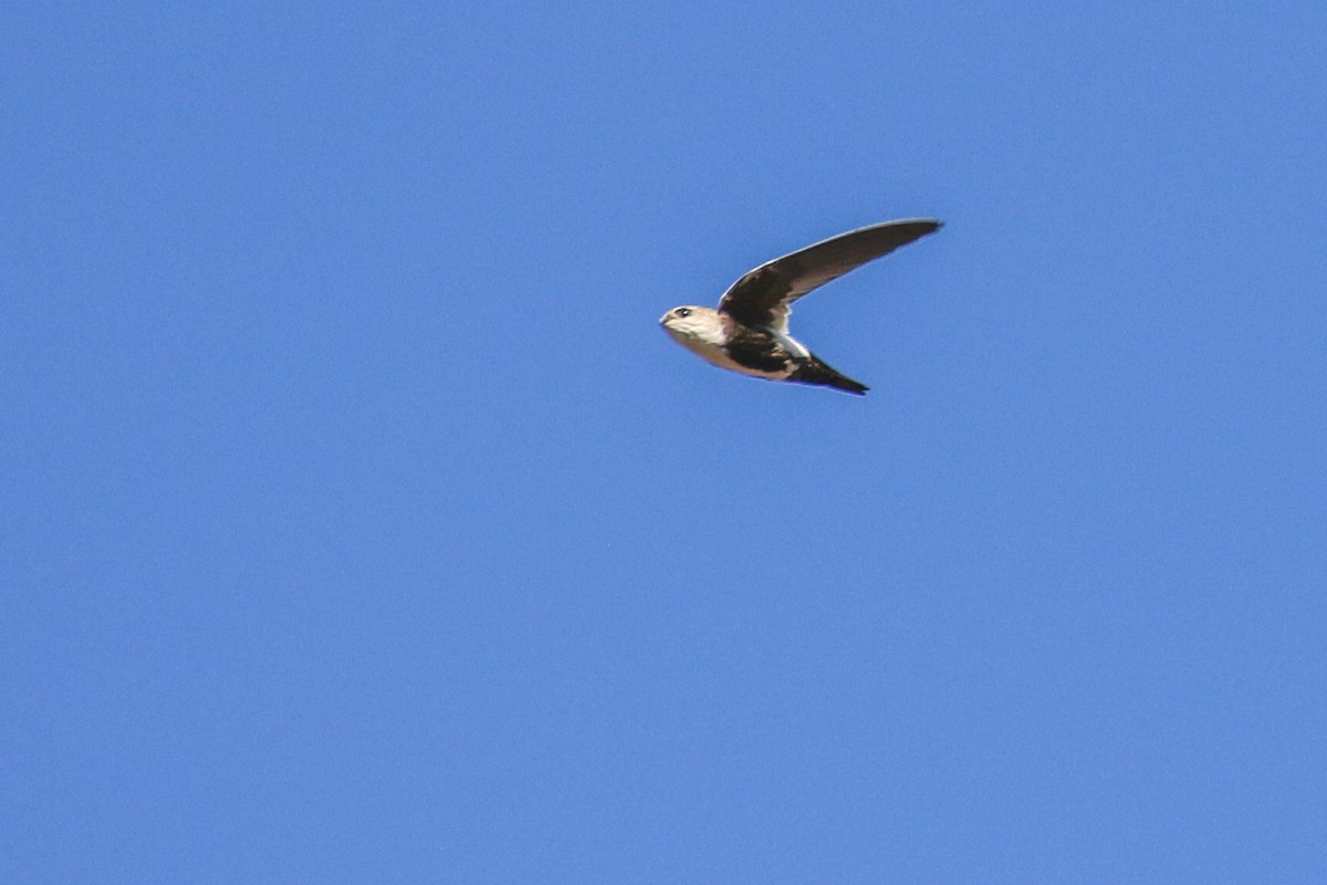 White-throated Swift - ML642360220