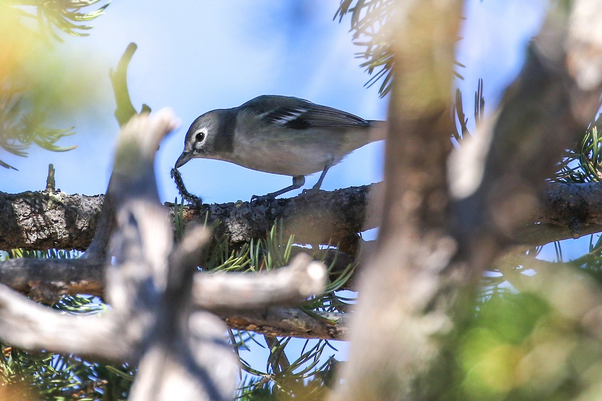 Plumbeous Vireo - ML642360227