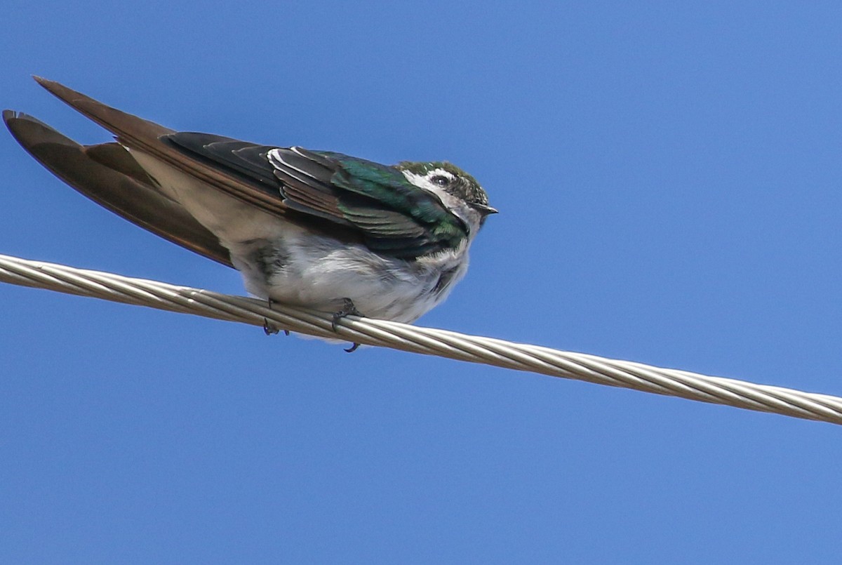 Violet-green Swallow - ML642360233