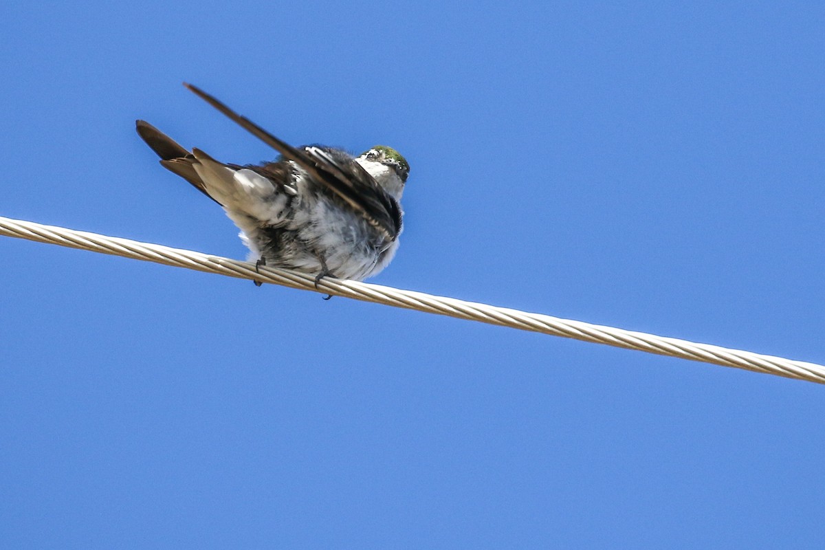Violet-green Swallow - ML642360234
