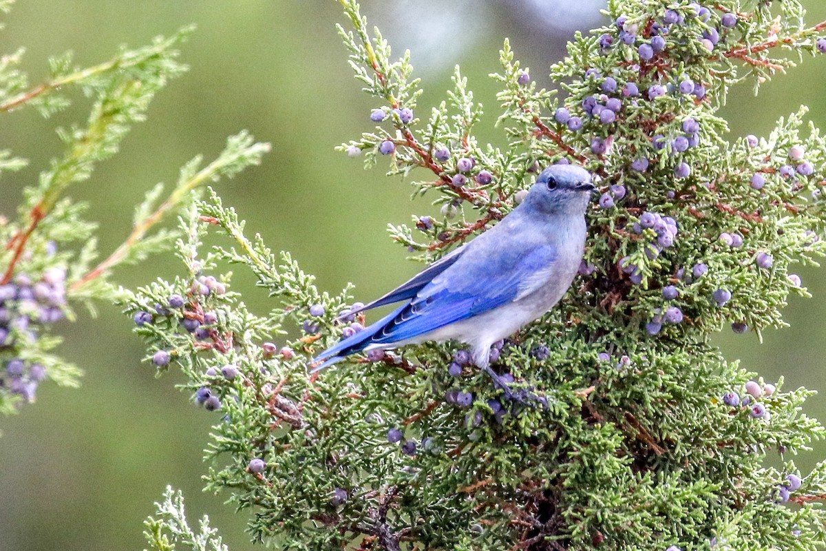Mountain Bluebird - ML642360246