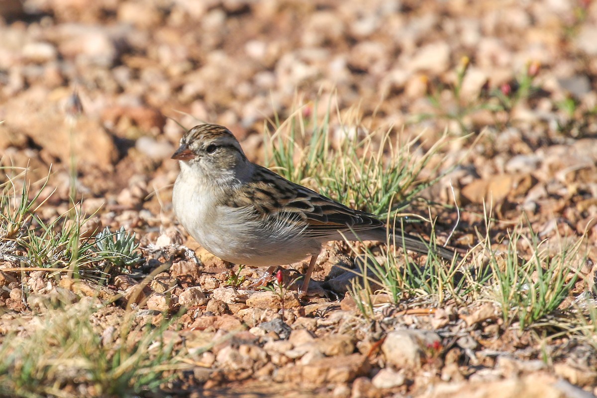 Chipping Sparrow - ML642360253