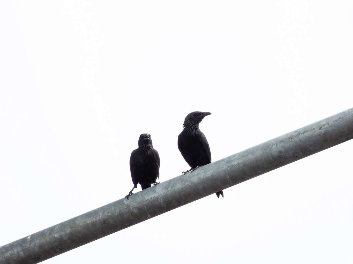Moluccan Starling - ML642360255