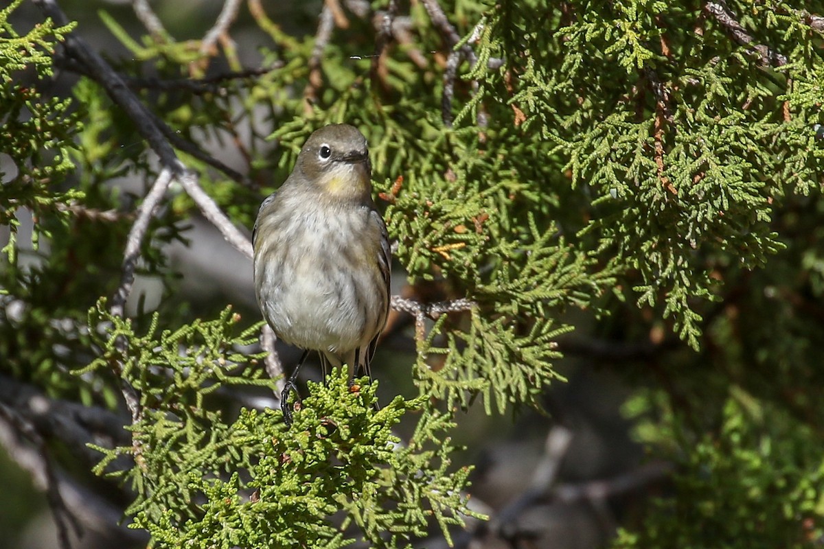 Yellow-rumped Warbler - ML642360256