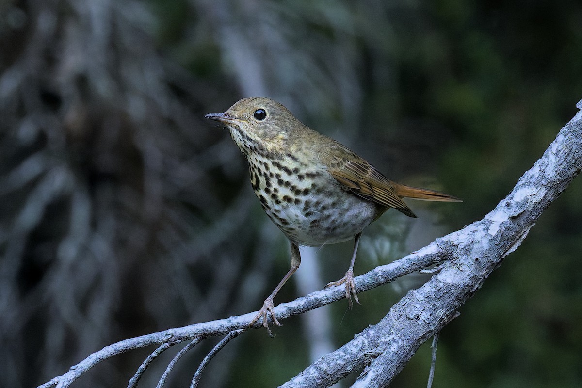 Hermit Thrush - ML642360258