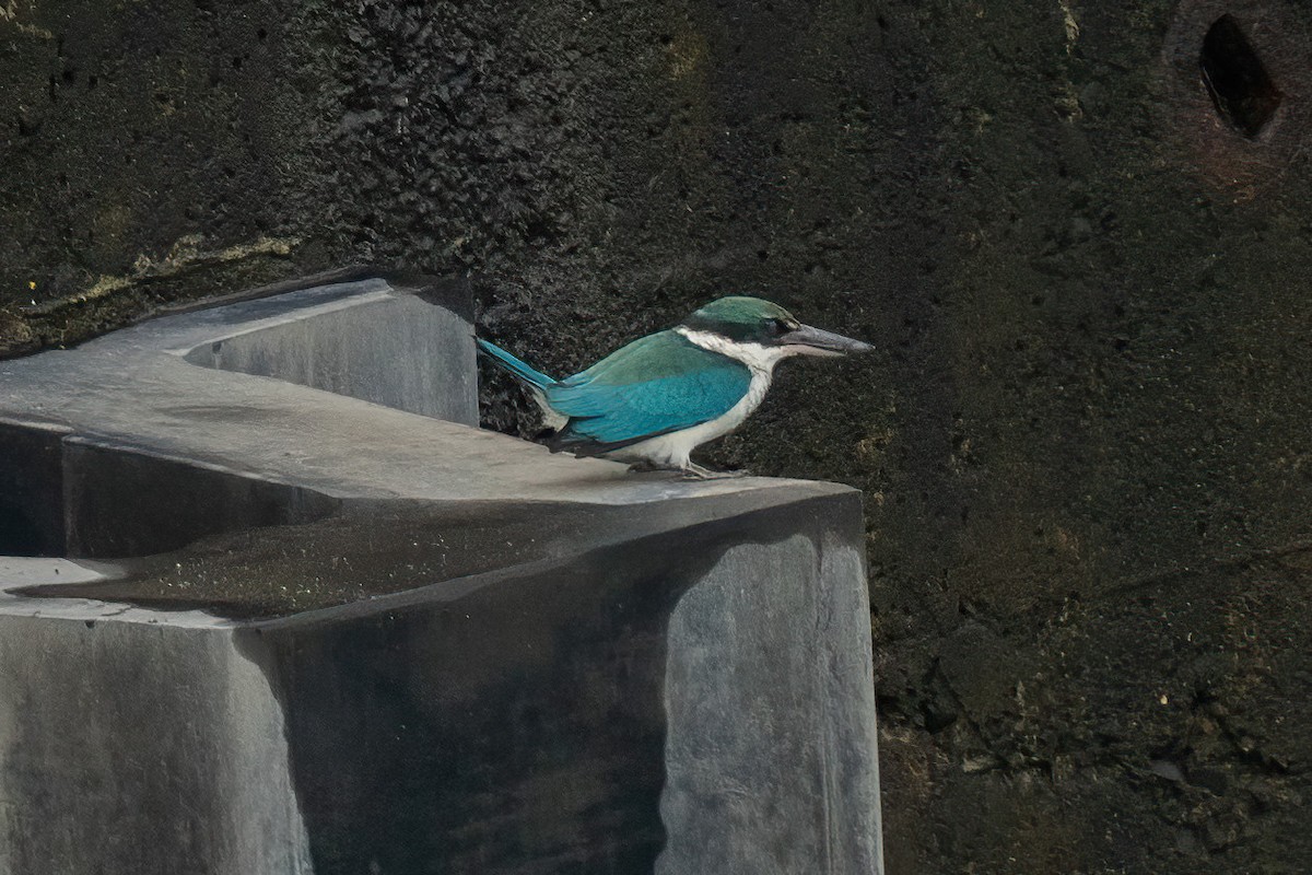 Collared Kingfisher - ML642360269