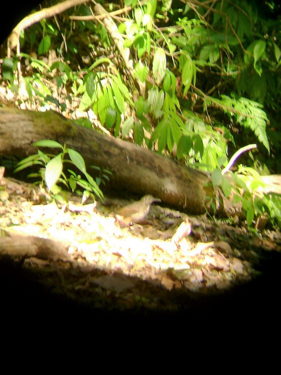 Dark-sided Thrush - ML642360275