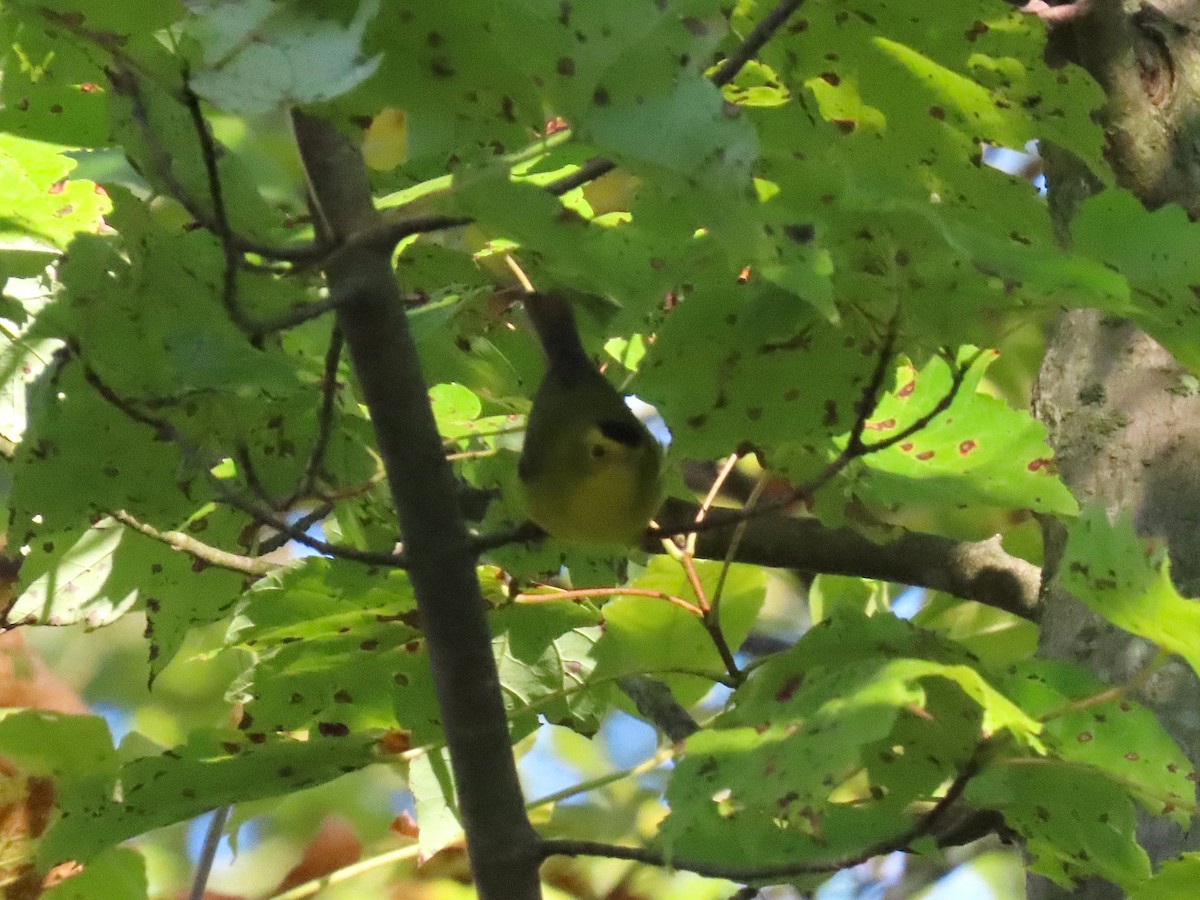 Wilson's Warbler - ML642360287