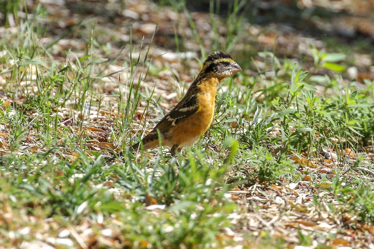 Black-headed Grosbeak - ML642360293