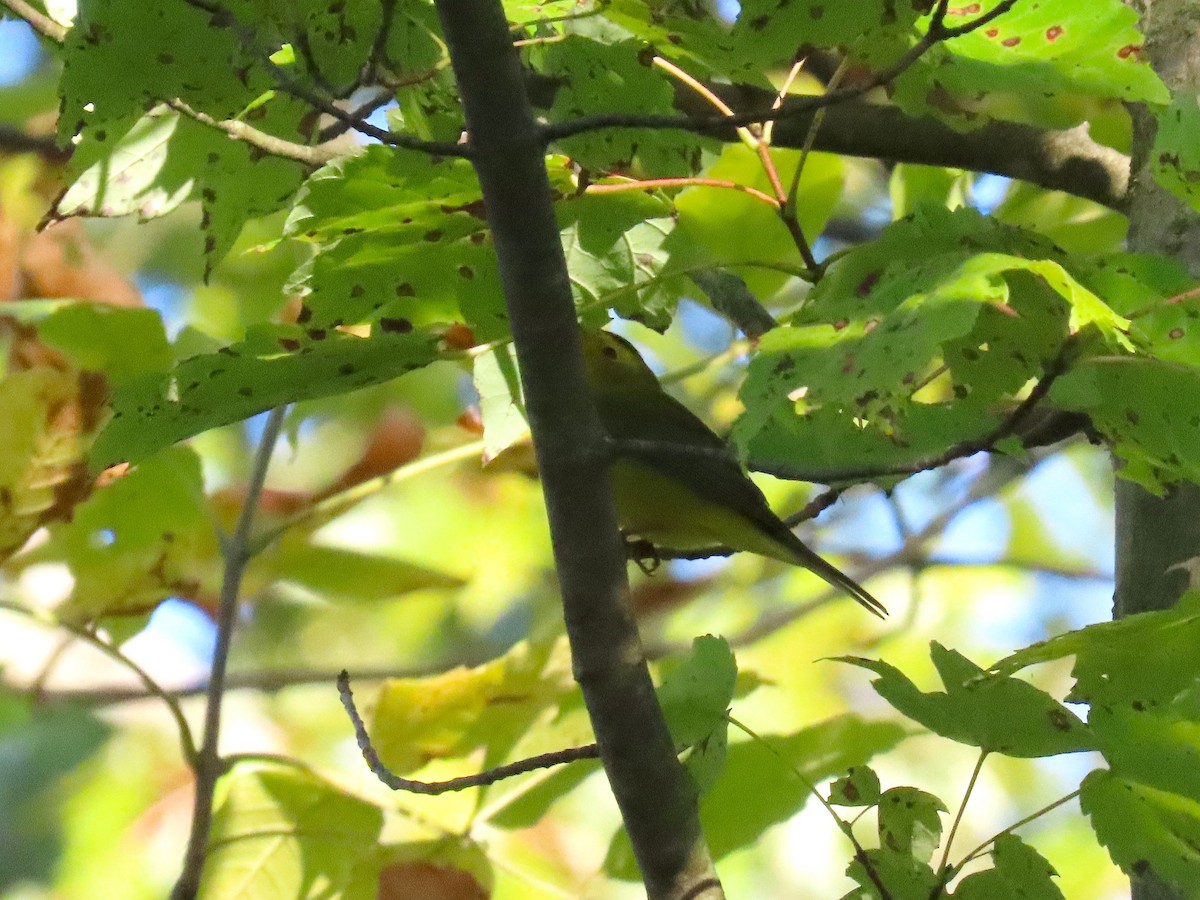 Wilson's Warbler - ML642360301