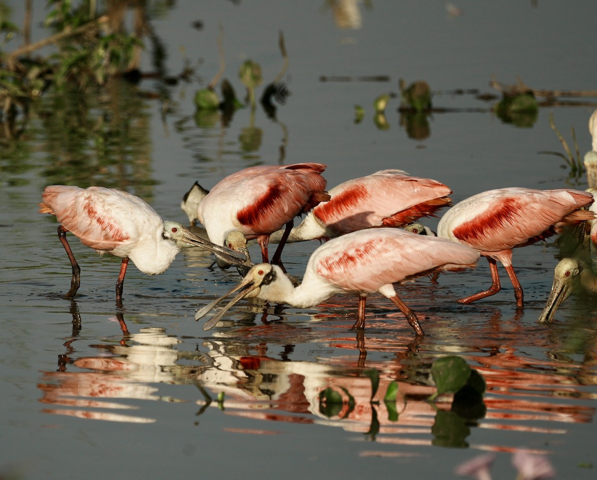 Roseate Spoonbill - ML642360303