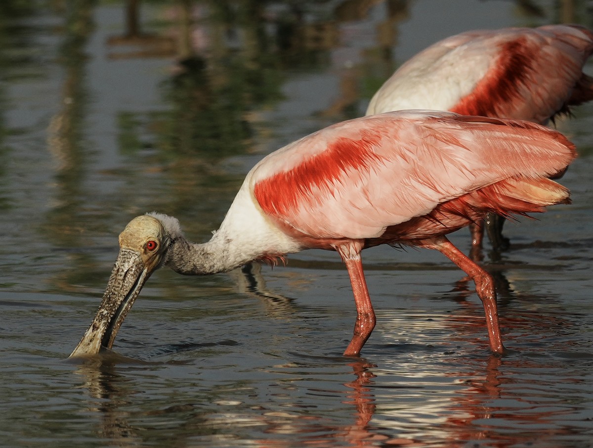 Roseate Spoonbill - ML642360304
