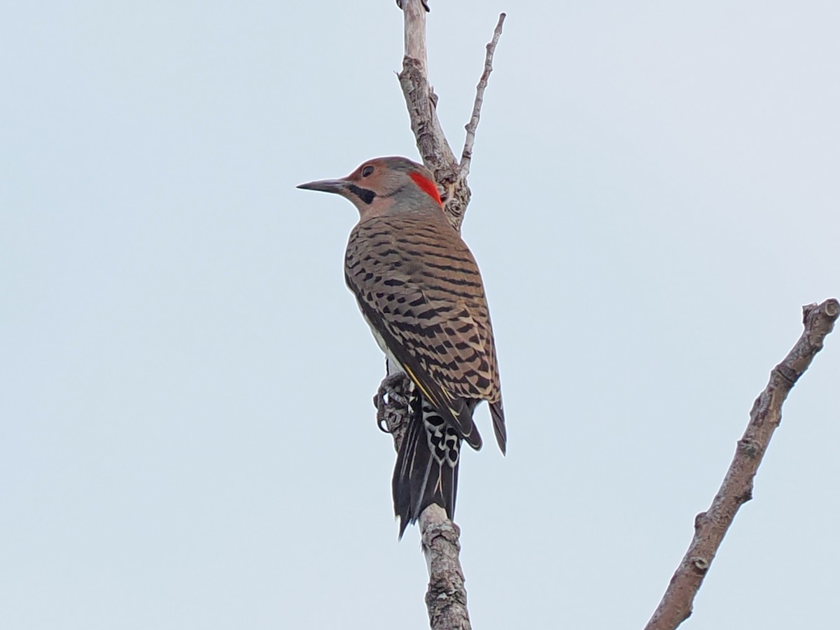 Northern Flicker - ML642360308