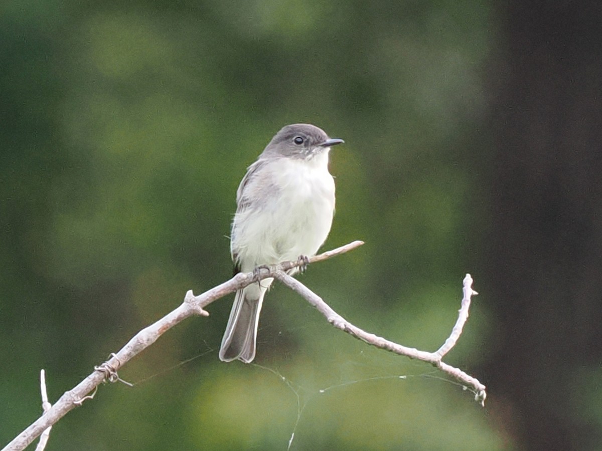 Eastern Phoebe - ML642360322