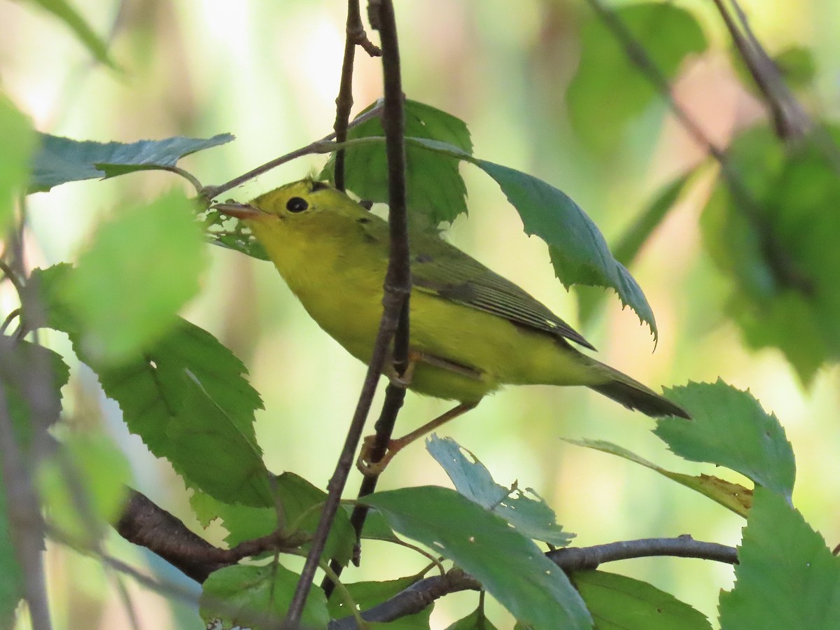 Wilson's Warbler - ML642360326