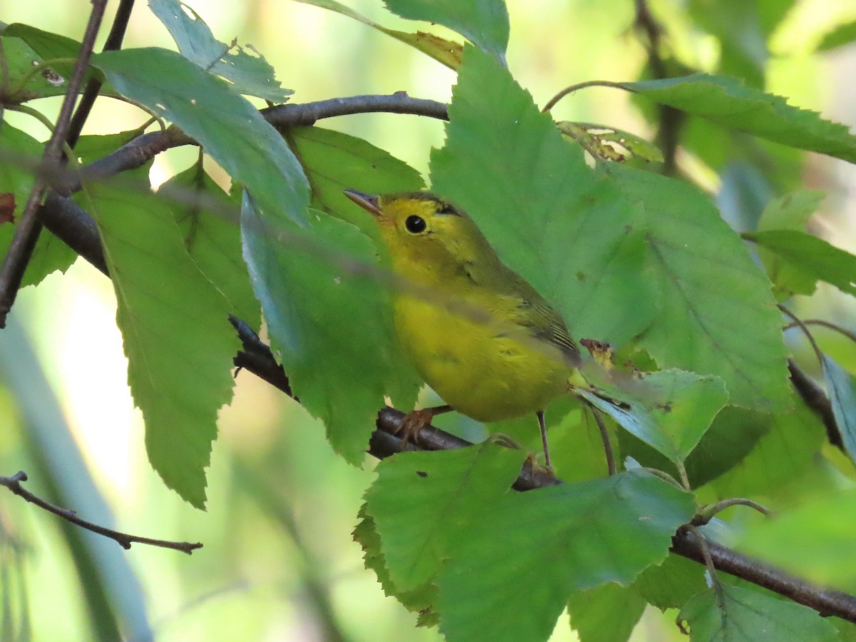 Wilson's Warbler - ML642360327
