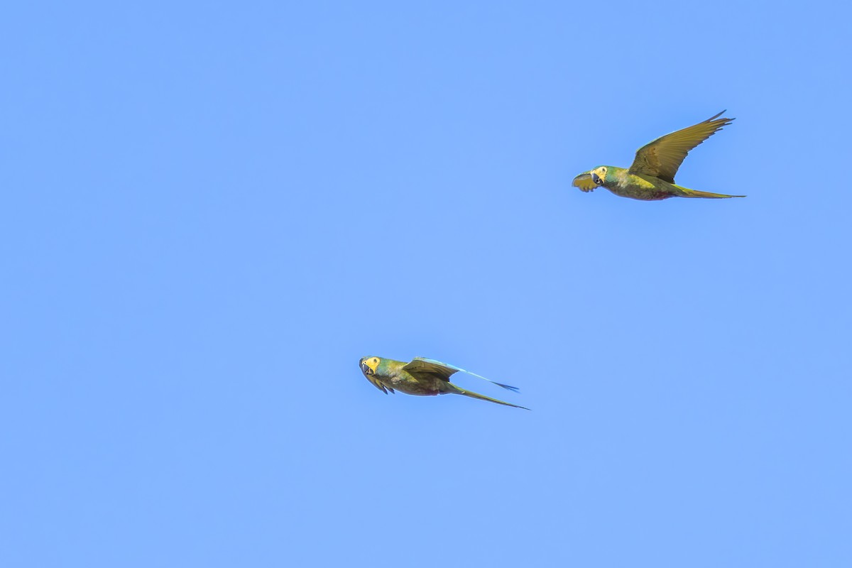 Red-bellied Macaw - ML642360328