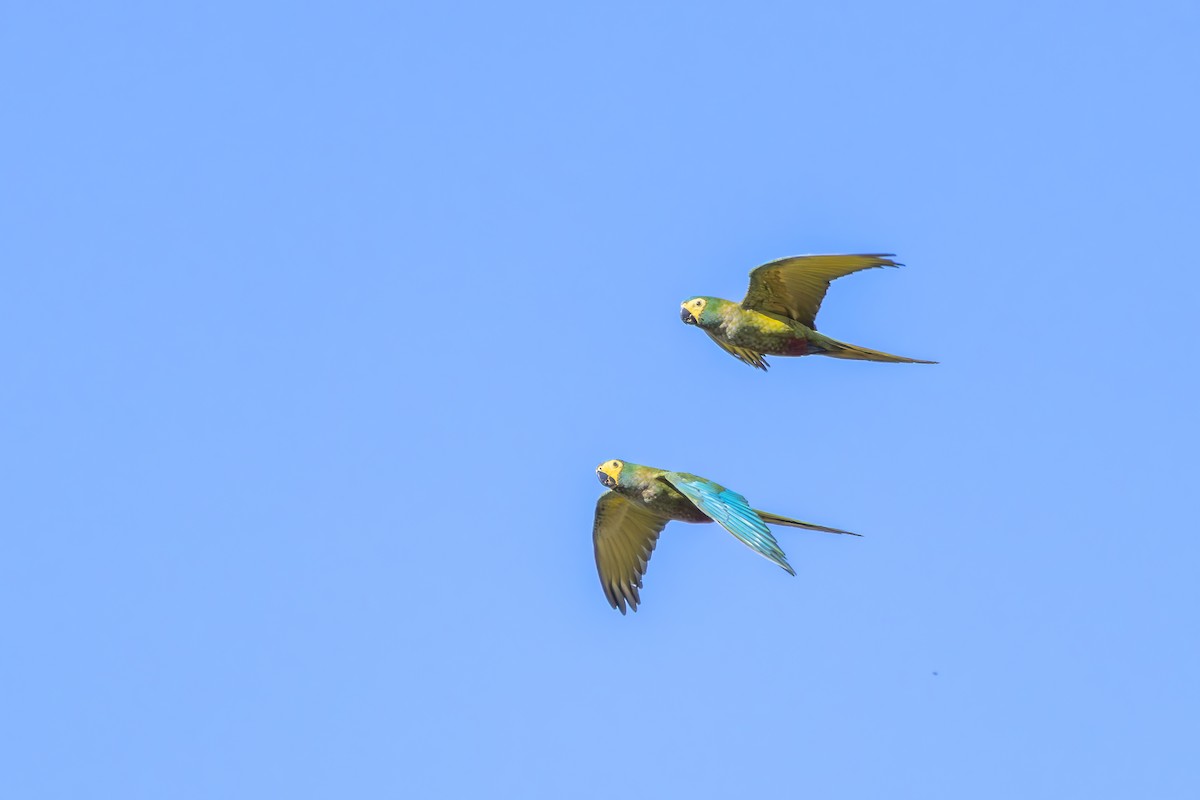 Red-bellied Macaw - ML642360329