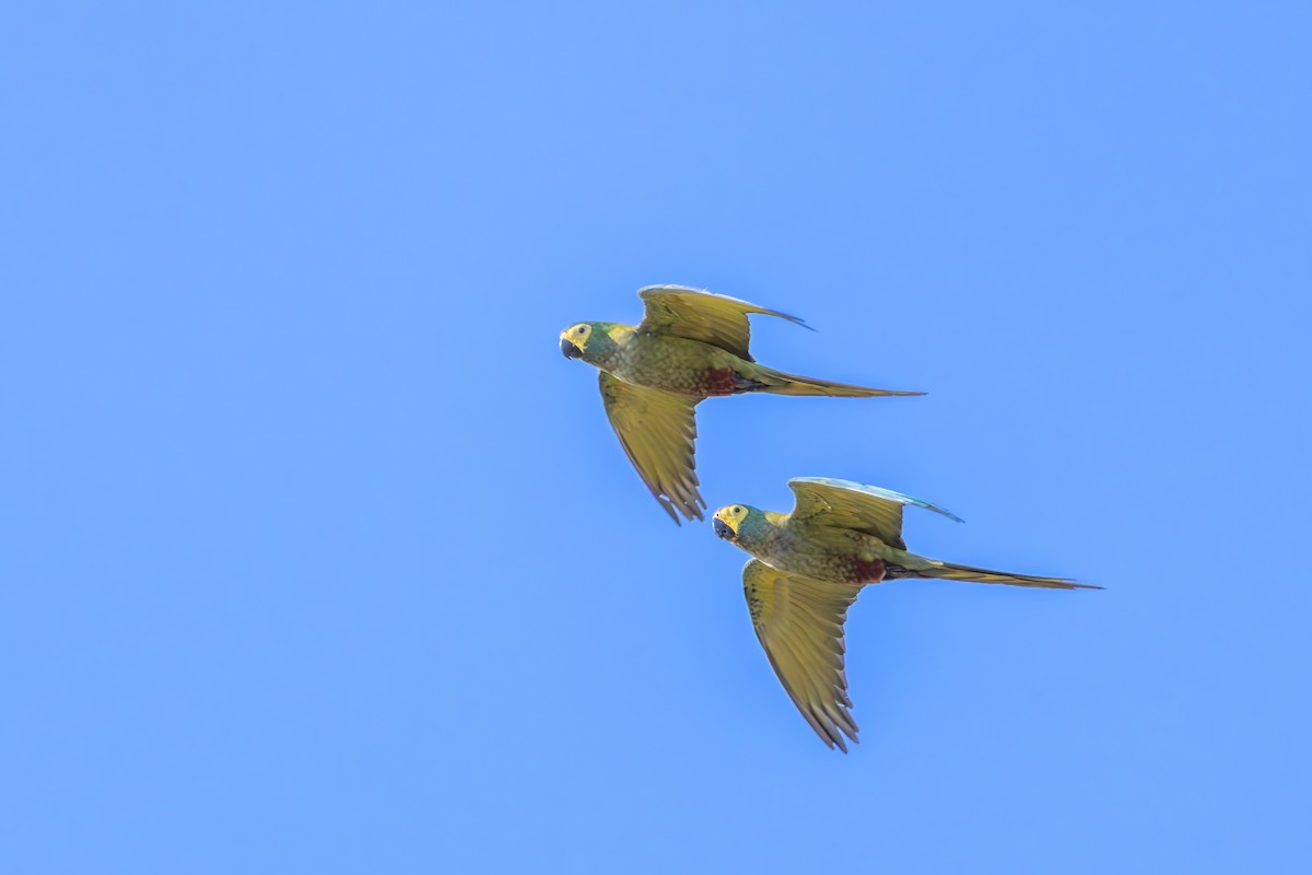 Red-bellied Macaw - ML642360330