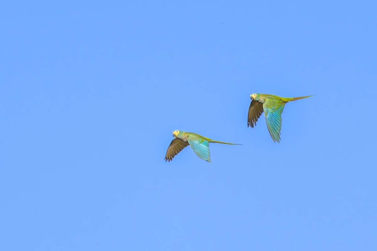 Red-bellied Macaw - ML642360331