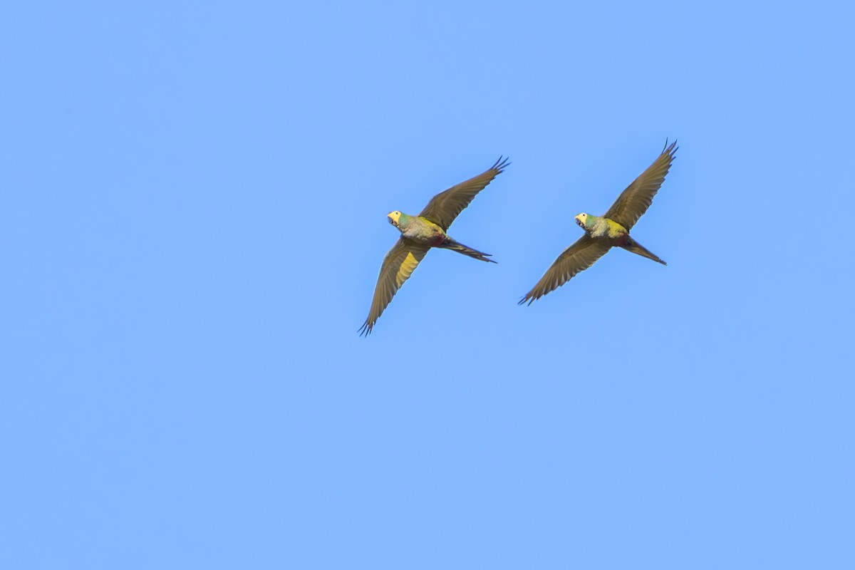 Red-bellied Macaw - ML642360332