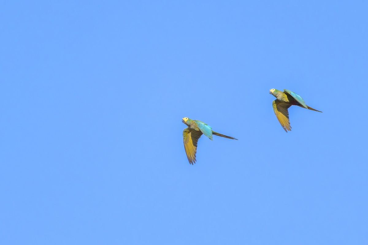 Red-bellied Macaw - ML642360333