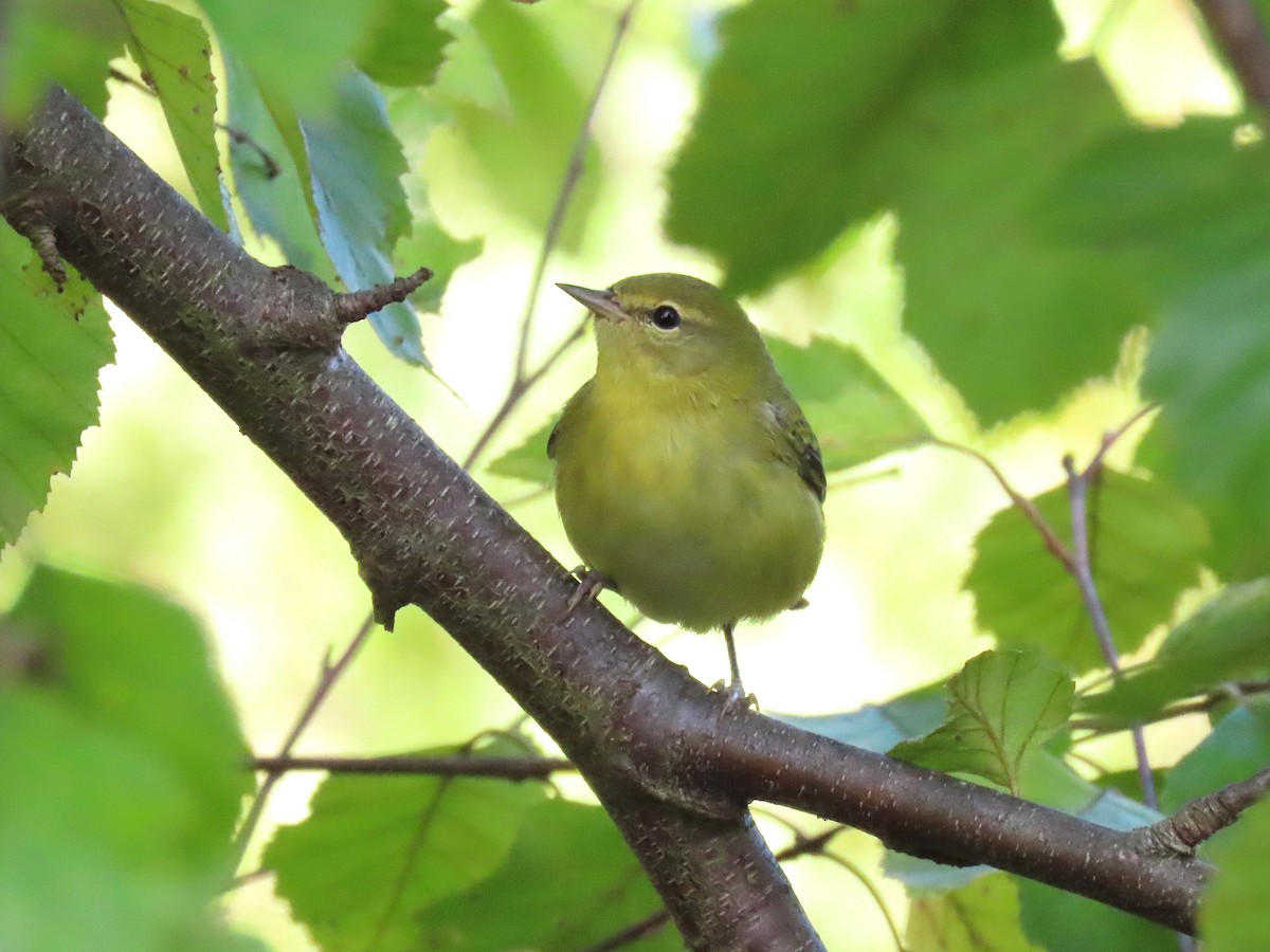 Tennessee Warbler - ML642360347