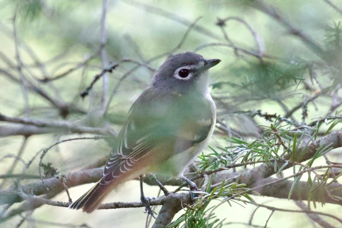 Blue-headed Vireo - ML642360385