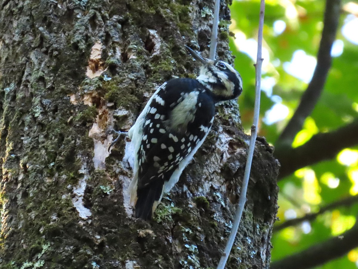 Hairy Woodpecker - ML642360398