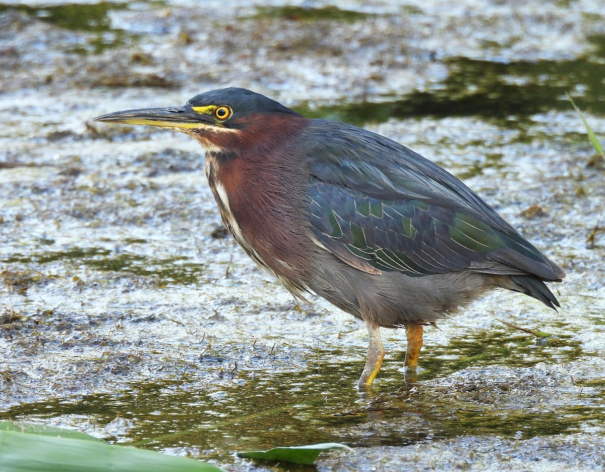 Green Heron - ML642360403