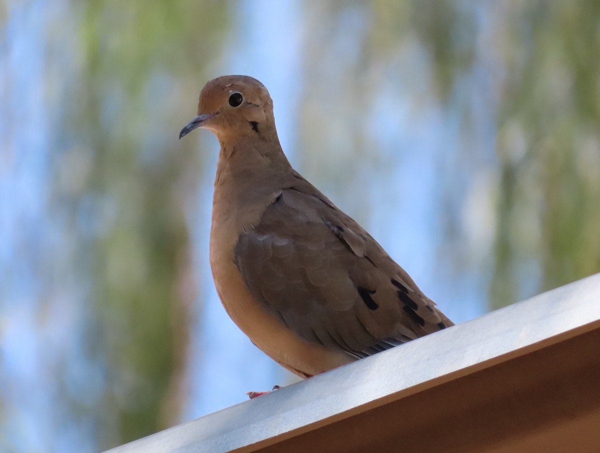 Mourning Dove - ML642360489