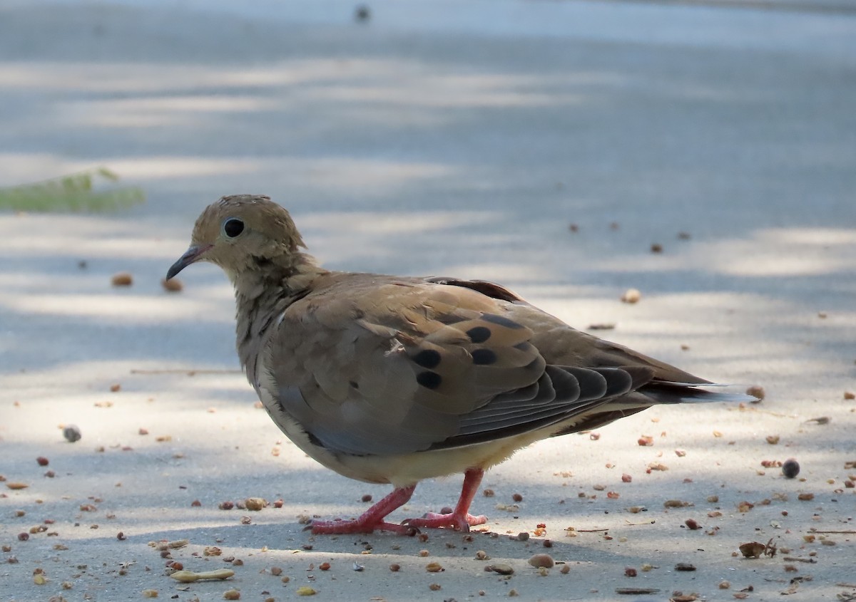 Mourning Dove - ML642360490
