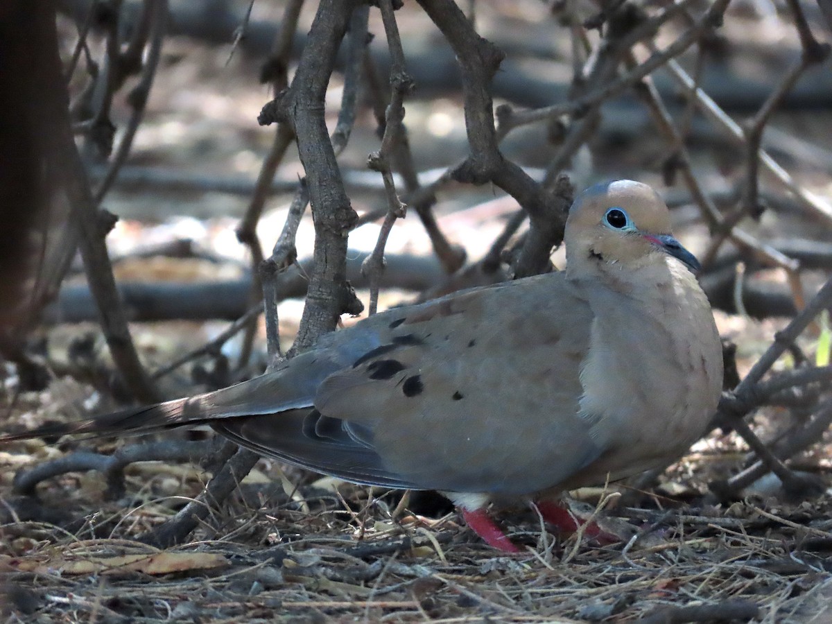 Mourning Dove - ML642360491