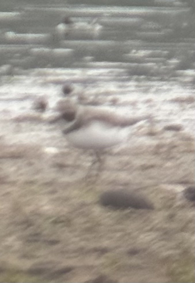 Semipalmated Plover - ML642360495