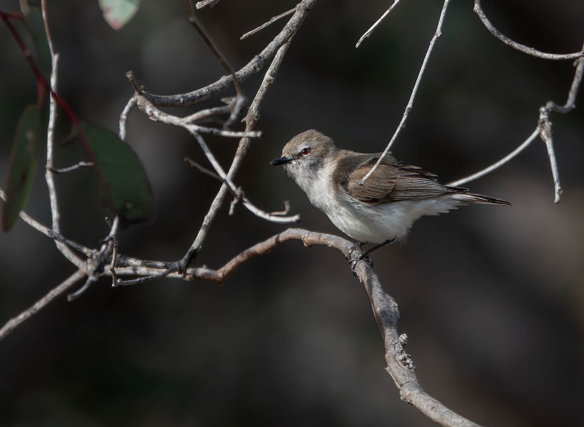 Western Gerygone - ML642360508