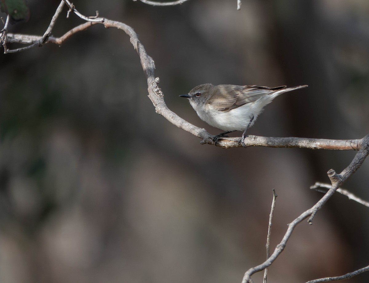 Western Gerygone - ML642360509