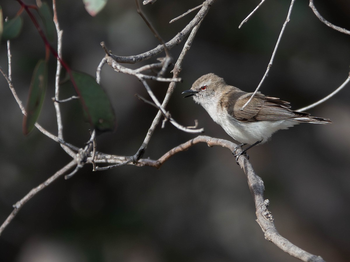 Western Gerygone - ML642360510