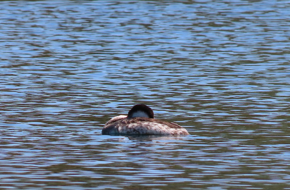 Western Grebe - ML642360515