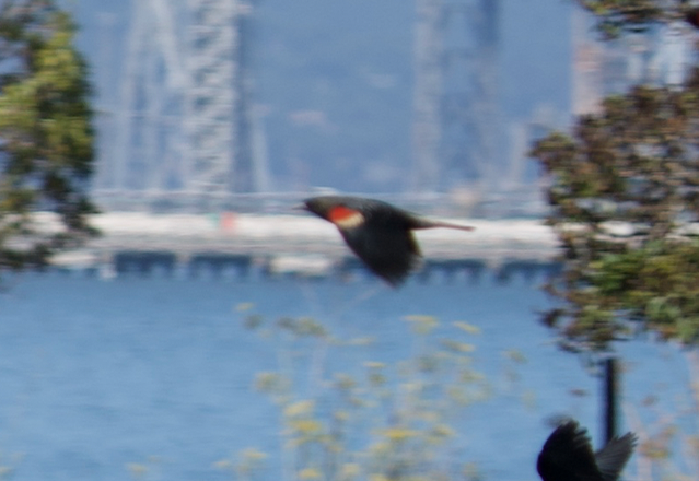 Tricolored Blackbird - ML642360516