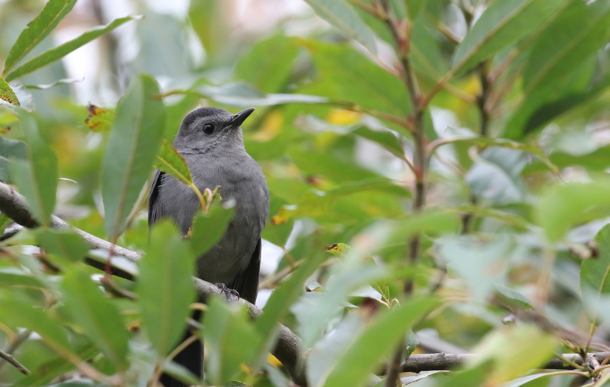 Gray Catbird - ML642360539