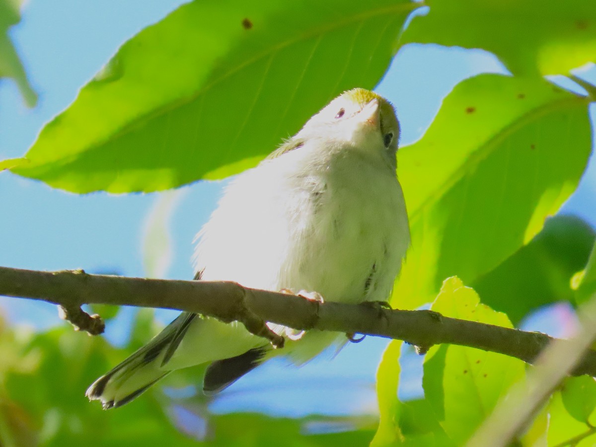 Chestnut-sided Warbler - ML642360544