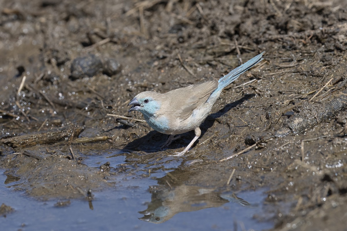 Southern Cordonbleu - ML642360558