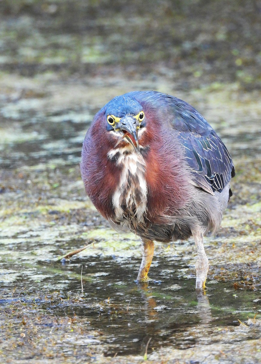Green Heron - ML642360565