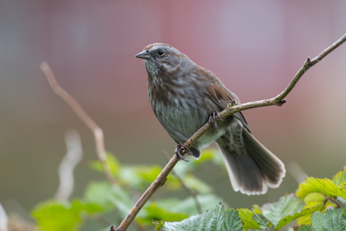 Song Sparrow (sanaka/maxima) - ML642360566