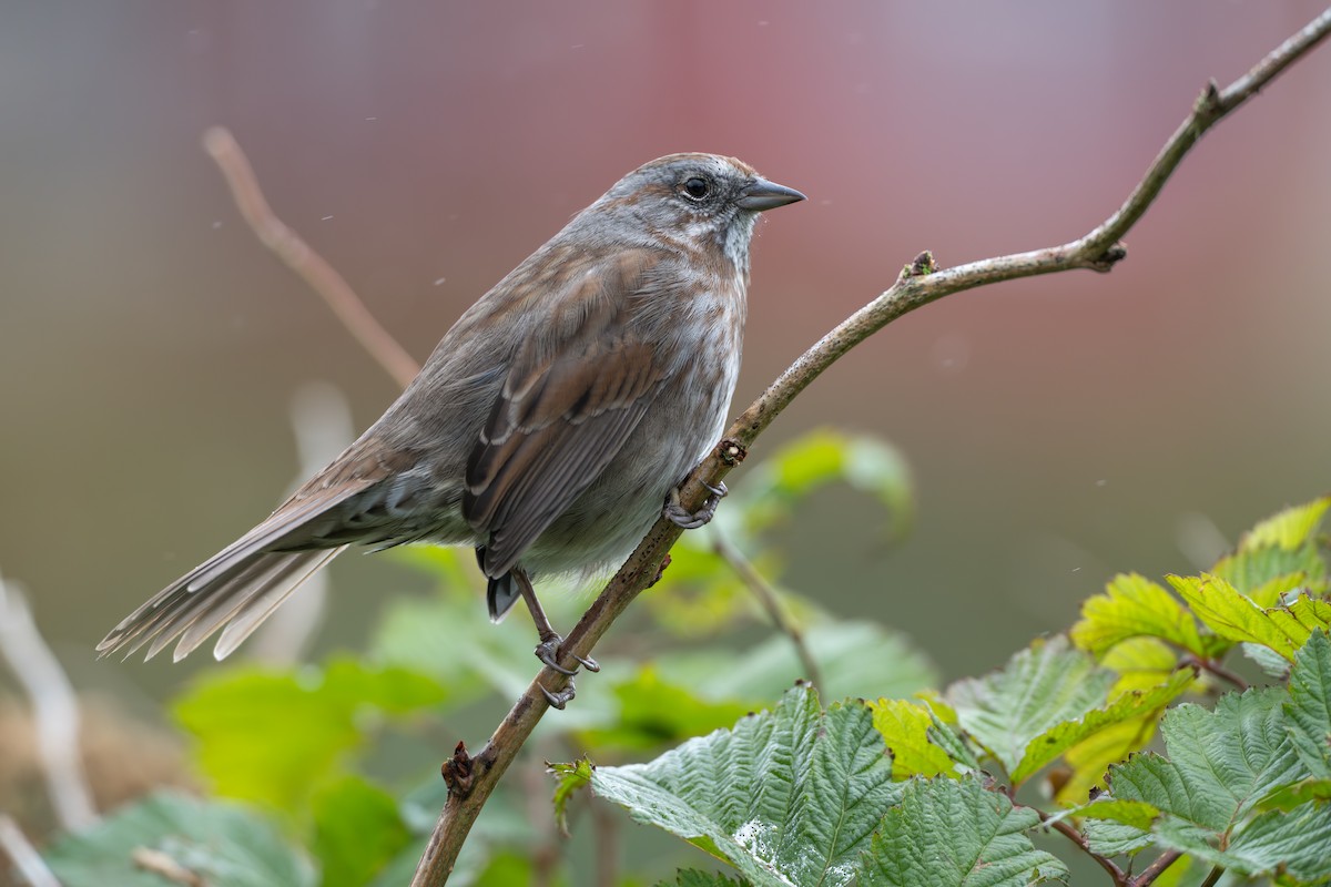 Song Sparrow (sanaka/maxima) - ML642360567