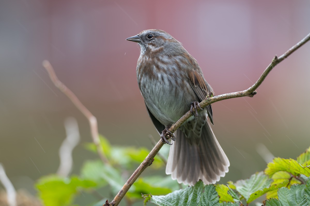 Song Sparrow (sanaka/maxima) - ML642360568
