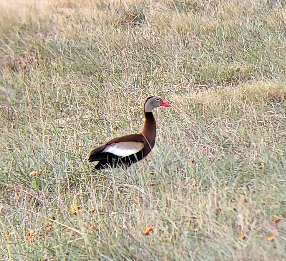 Dendrocygne à ventre noir - ML642360583