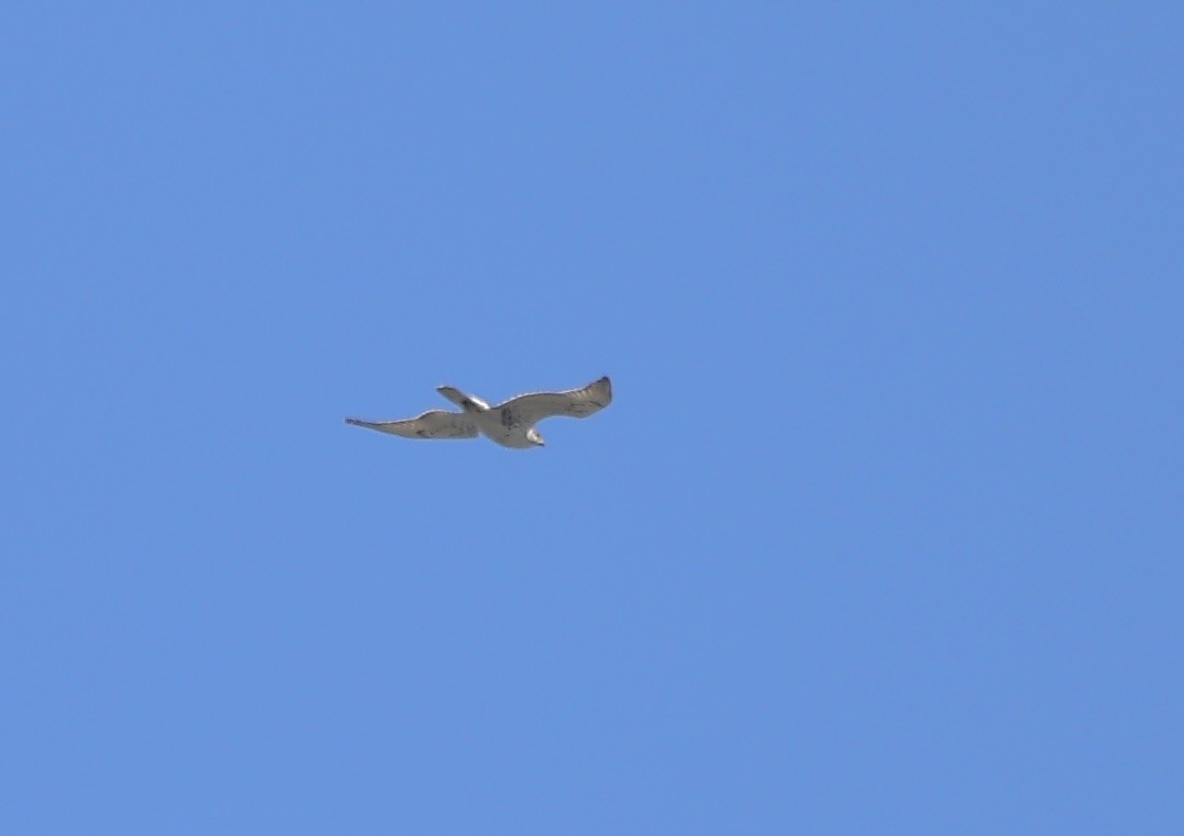 Ferruginous Hawk - ML642360589