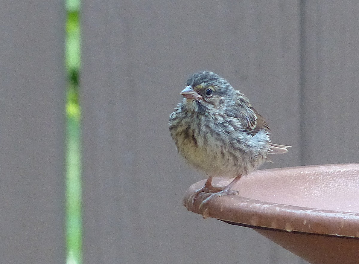 Song Sparrow - ML642360597